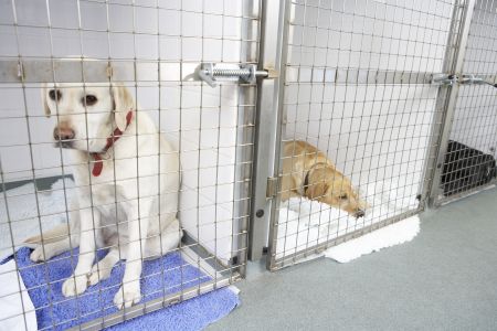 Kennel flooring